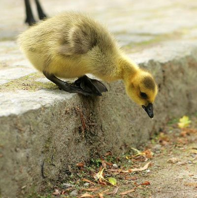 Hesitant Duckling